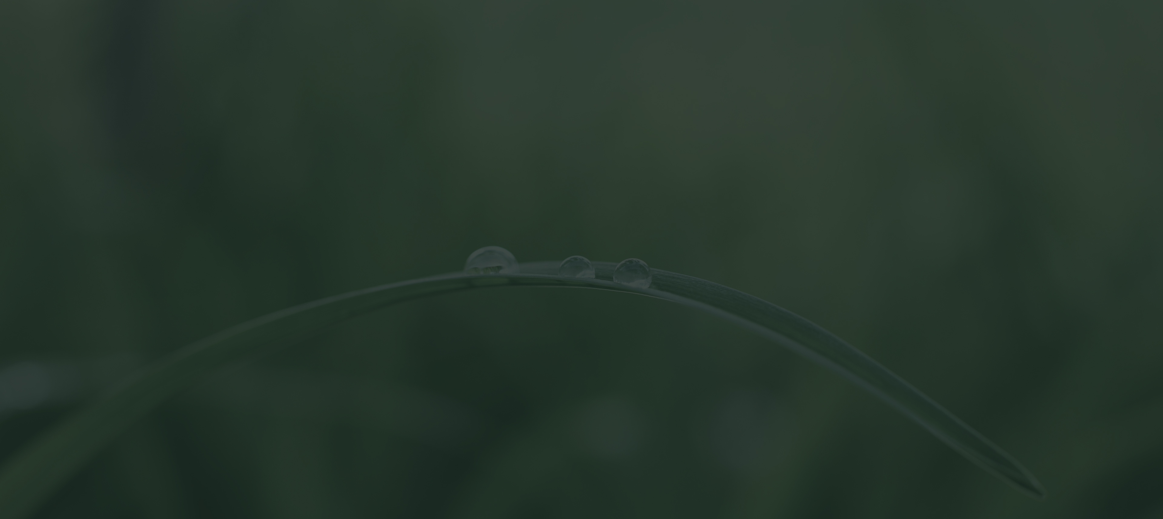 자연치아 살리기